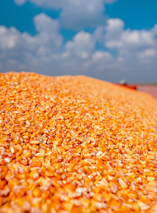 Maïs grain