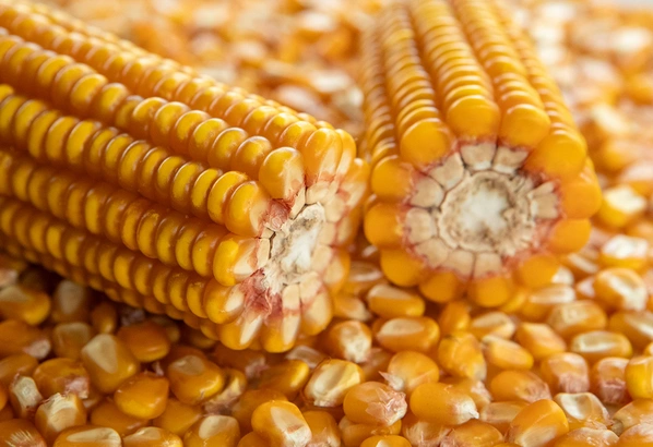 mais-grain Visuel