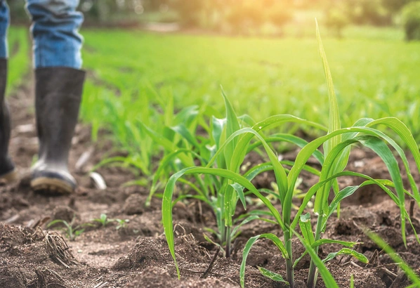 Calendrier-cultural Visuel