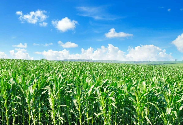 Maïs et climat Visuel