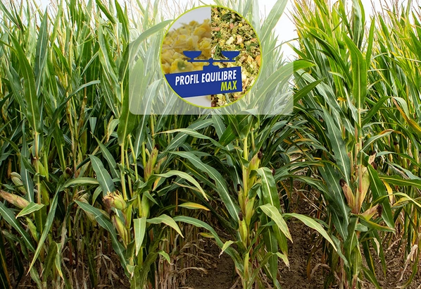 Equilibre-Max Visuel