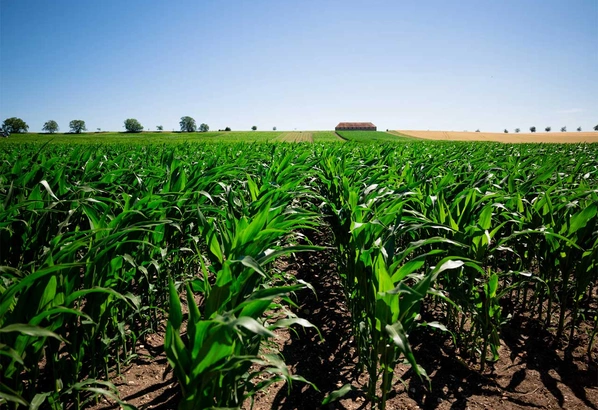 Choix-varietal Visuel