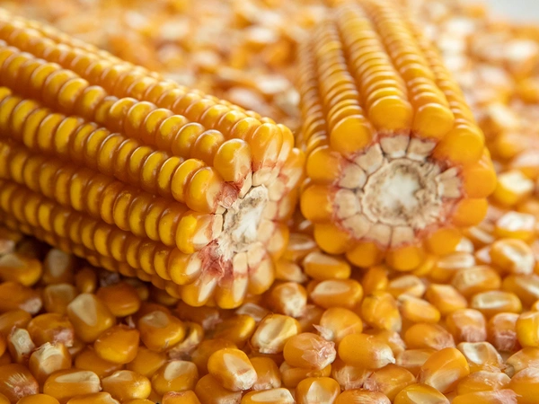 Rendement maïs grain : une évolution marquée par les aléas climatiques