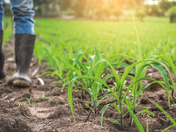 Calendrier cultural maïs : du semis à la récolte