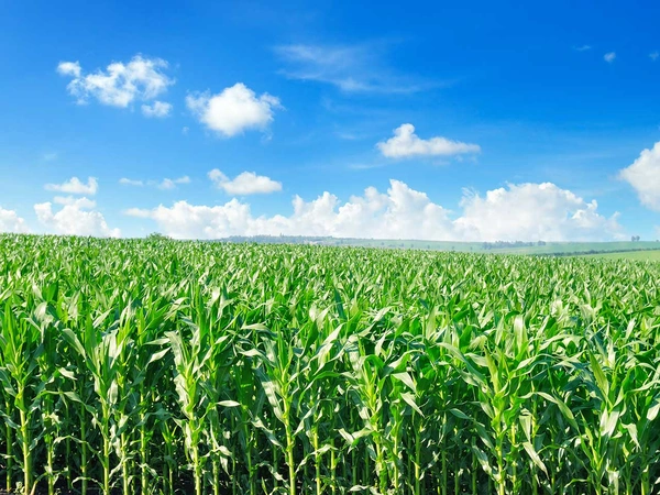 Maïs et changement climatique : comment adapter ses pratiques pour maintenir le rendement