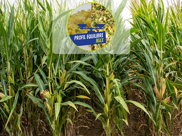 Maïs Equilibre Max : pour une meilleure efficacité alimentaire
