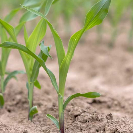Plantule-Volney Visuel