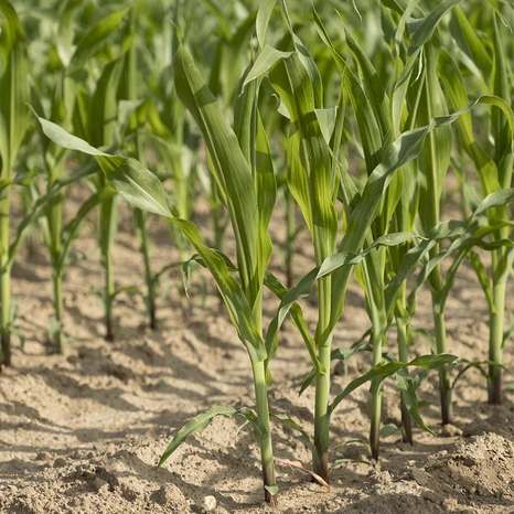 Plantule-Angeleen-Bio Visuel