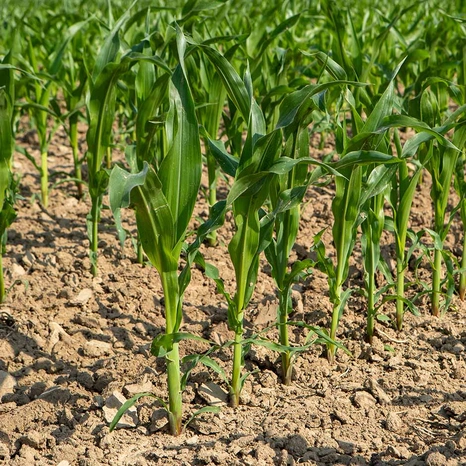 Plantule-Pascaleen Visuel