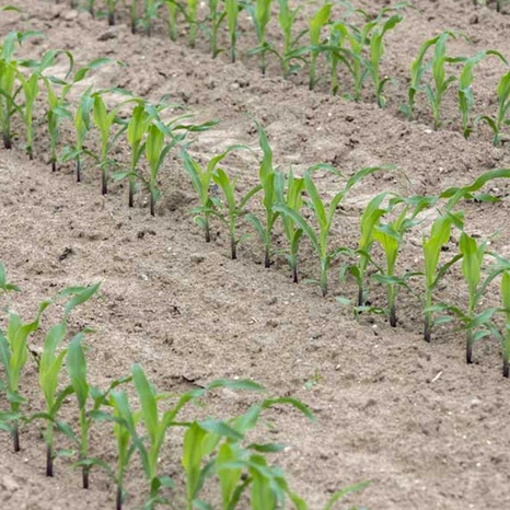 Plantule-Caroleen Visuel