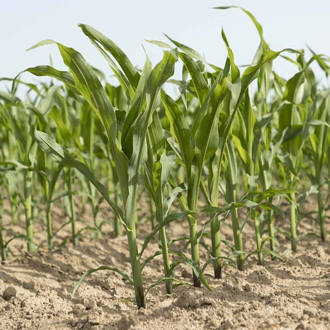 Promise-fourrage-plantule Visuel