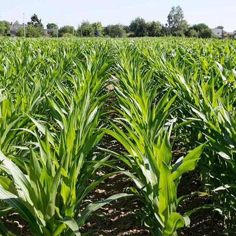 Plantule-Micheleen Visuel