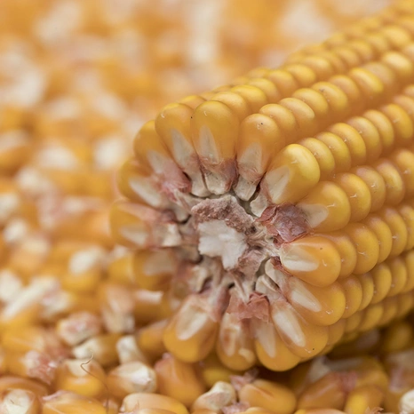 Dorothey-mais-grain Visuel