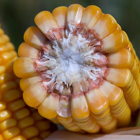 Grain-Huxley Visuel