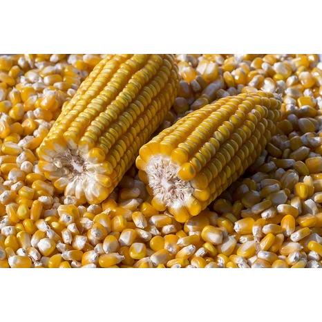 Grain-Crosbey Visuel
