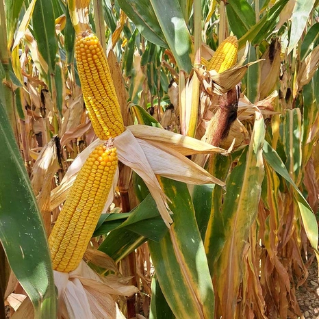 Grain-Bailey Visuel
