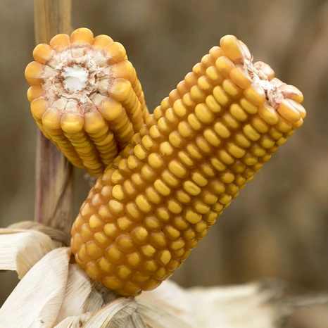 Grain-Chutney Visuel