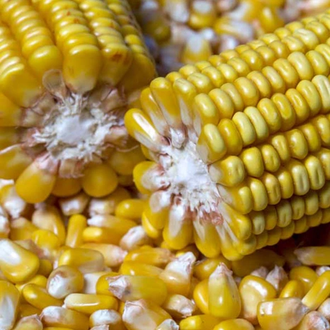 Grain-Volney Visuel