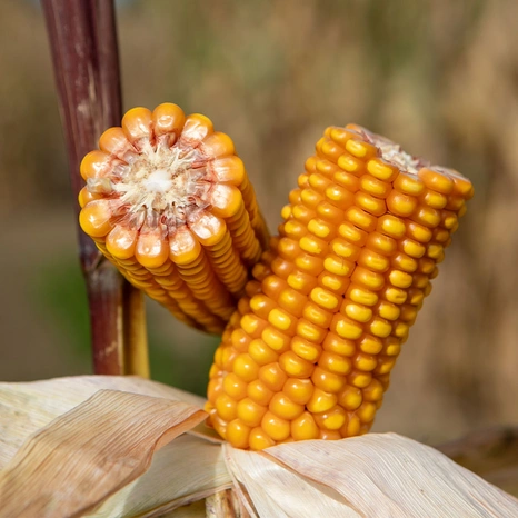 Grain-Yvanoey Visuel