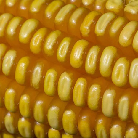 Grain-Crosbey-bio Visuel