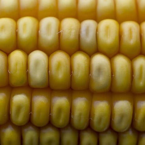 Grain-Jakleen Visuel