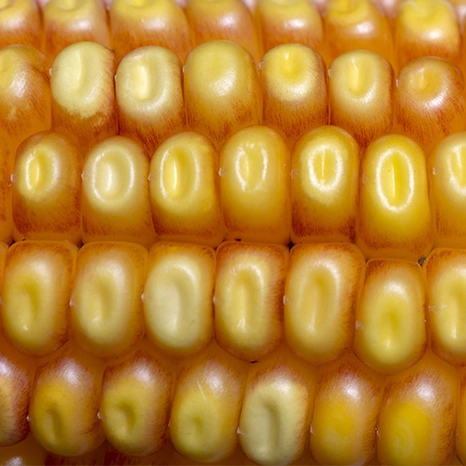 Grain-Mantilla-bio Visuel