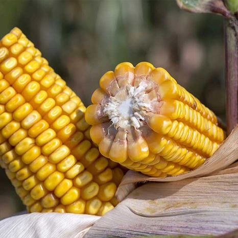 Grain-Kinsley Visuel