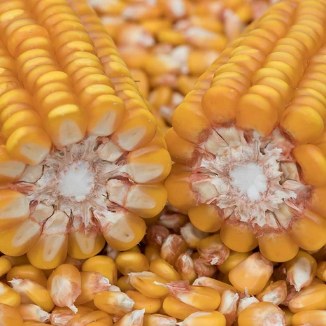 Aleen-mais-grain Visuel