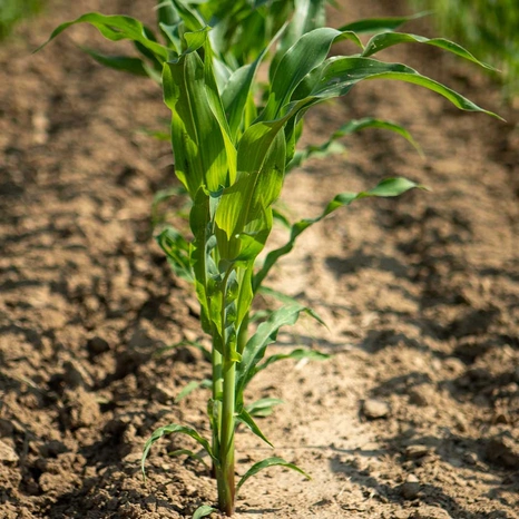 Plantule-Foxtrot Visuel