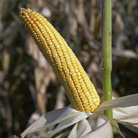 Grain-Aapotheoz Visuel