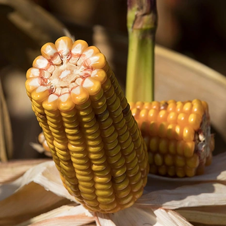 Grain-Rozeen Visuel