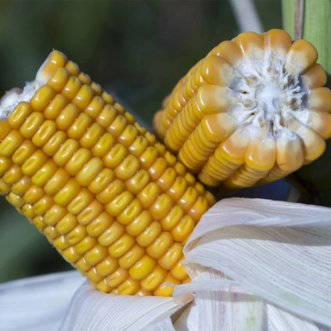 Grain-Pauleen Visuel
