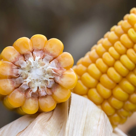 Grain-Perley Visuel