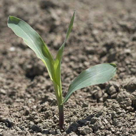 Plantule-Aapotheoz Visuel