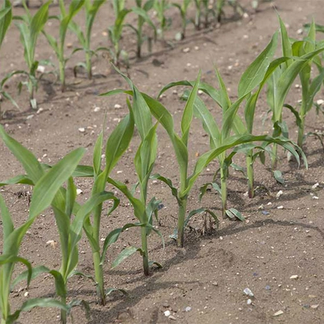 Plantule-Crosbey Visuel