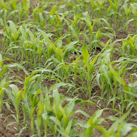Plantule-Rozeen Visuel