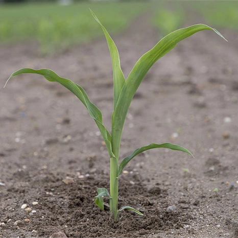 Plantule-Jakleen Visuel