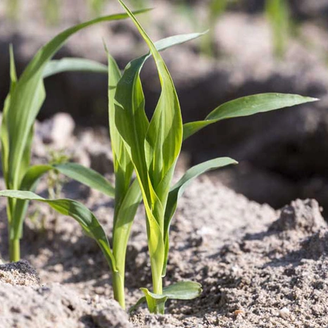 Plantule-Pauleen Visuel