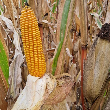 Grain-Sandreen Visuel